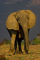 African elephant (Loxidonta africana) aggressive posture, South Luangwa NP, Zambia
