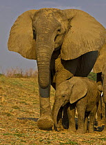 African elephant (Loxidonta africana) female and calf in breeding herd, South Luangwa NP, Zambia