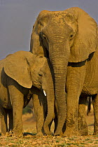 African elephant (Loxidonta africana) female and calf in breeding herd, South Luangwa NP, Zambia