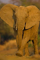 African elephant (Loxidonta africana) using foot to dig for food, South Luangwa NP, Zambia