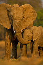 African elephant (Loxidonta africana) female touching calf with trunk, South Luangwa NP, Zambia