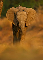 African elephant (Loxidonta africana) young calf, South Luangwa NP, Zambia