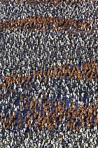 Aerial view of huge colony of King Penguin (Aptenodytes patagonicus) white birds are adults, brown birds are chicks, Salisbury Plain, South Georgia