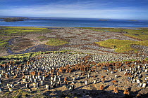 Aerial view of huge colony of King Penguin (Aptenodytes patagonicus) white birds are adults, brown birds are chicks, Salisbury Plain, South Georgia