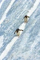Macaroni penguin (Eudyptes chrysolophus) pair skiing across glacier, South Georgia