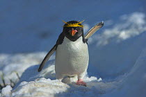 Macaroni penguin (Eudyptes chrysolophus) with one wing up, one wing down, South Georgia