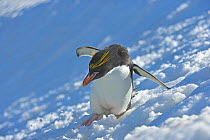Macaroni penguin (Eudyptes chrysolophus) skiing across glacier, South Georgia