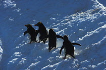 Four Macaroni penguin (Eudyptes chrysolophus) walking across glacier, South Georgia
