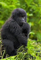 Mountain gorilla (Gorilla beringei beringei) juvenile in habitat, Volcanoes NP, Virunga Mountains, Rwanda