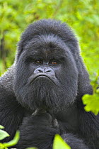 Mountain gorilla (Gorilla beringei beringei) silverback male portrait, Volcanoes NP, Virunga Mountains, Rwanda