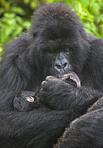 Mountain gorilla (Gorilla beringei beringei) mother cradling and kissing foot of 1 week baby, Volcanoes NP, Virunga Mountains, Rwanda