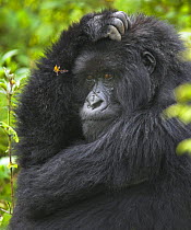 Mountain gorilla (Gorilla beringei beringei) scratching head, Volcanoes NP, Virunga Mountains, Rwanda