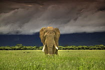 African elephant (Loxodonta africana) on plains under stormy sky, Marakele National Park, Waterberg Biosphere, South Africa
