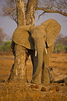 African elephant (Loxodonta africana) scratching against tree, South Luangwa, Zambia
