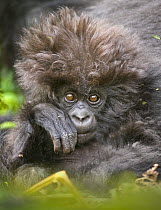Mountain gorilla (Gorilla beringei beringei) baby with hairy head, Volcanoes NP, Virunga mountains, Rwanda