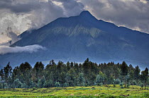 Parc National des Volcans / Volcanoes NP, Virunga Mountains, Rwanda, Africa, habitat of the Mountain gorillas