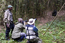 Tourists and guide watching Mountain gorilla {Gorilla beringei beringei} Parc National des Volcans / Volcanoes NP, Virunga Mountains, Rwanda, Africa