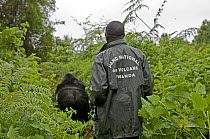 Park guide watching silverback Mountain gorilla {Gorilla beringei beringei} of Kwitonda group, Parc National des Volcans / Volcanoes NP, Virunga Mountains, Rwanda, Africa