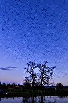 Common starling (Sturnus vulgaris) flock massing at dusk at winter roost above canal, Gloucestershire, UK