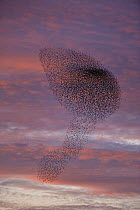 Common starling (Sturnus vulgaris) flock massing at dusk at winter roost, Gloucestershire, UK
