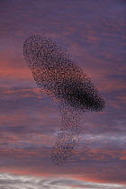 Common starling (Sturnus vulgaris) flock massing at dusk at winter roost, Gloucestershire, UK