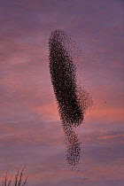 Common starling (Sturnus vulgaris) flock massing at dusk at winter roost being chased by Sparrowhawk, Gloucestershire, UK