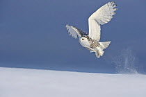 Snowy owl (Bubo scandiaca) flying over snow, Canada