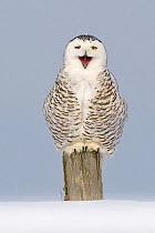 Snowy owl (Bubo scandiaca) perched on post, calling / yawning, Canada