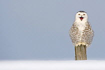 Snowy owl (Bubo scandiaca) perched on post, calling / yawning, Canada