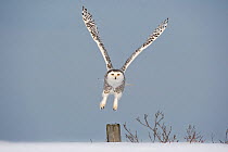 RF- Snowy owl (Bubo scandiaca) taking off from post, Canada. (This image may be licensed either as rights managed or royalty free.)