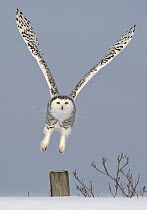 Snowy owl (Bubo scandiaca) taking off from post, Canada
