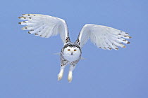 Snowy owl (Bubo scandiaca) flying, Canada
