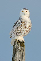 RF- Snowy owl (Bubo scandiaca) perched on post, Canada. (This image may be licensed either as rights managed or royalty free.)