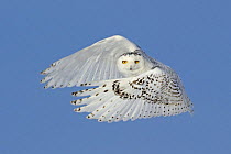 Snowy owl (Bubo scandiaca) flying, wings forward, Canada. Wild