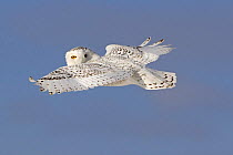 Snowy owl (Bubo scandiaca) flying, looking backwards over wings, Canada