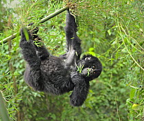 Mountain gorilla (Gorilla beringei beringei) hanging from branch, feeding on vegetation, Volcanoes NP, Virunga mountains, Rwanda