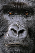 Mountain gorilla (Gorilla beringei beringei) silverback, face portrait, Volcanoes NP, Virunga mountains, Rwanda