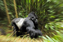 Mountain gorilla (Gorilla beringei beringei) silverback moving through habitat, Volcanoes NP, Virunga mountains, Rwanda