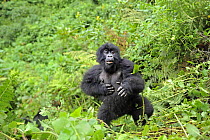 Mountain gorilla (Gorilla beringei beringei) young gorilla beating its chest in habitat, Volcanoes NP, Virunga mountains, Rwanda