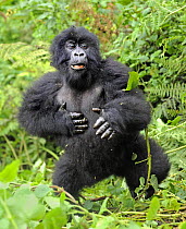 Mountain gorilla (Gorilla beringei beringei) young gorilla beating its chest, Volcanoes NP, Virunga mountains, Rwanda