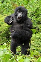 Mountain gorilla (Gorilla beringei beringei) young gorilla beating its chest, Volcanoes NP, Virunga mountains, Rwanda