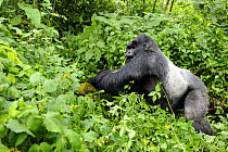 Mountain gorilla (Gorilla beringei beringei) silverback moving through habitat, Volcanoes NP, Virunga mountains, Rwanda