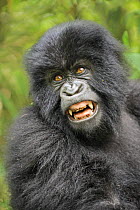 Mountain gorilla (Gorilla beringei beringei) juvenile showing teeth, Volcanoes NP, Virunga mountains, Rwanda