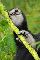 Mountain gorilla (Gorilla beringei beringei) close up of feet showing toe curled around branch, Volcanoes NP, Virunga mountains, Rwanda