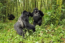 Mountain gorilla (Gorilla beringei beringei) silverback and blackback males playing in habitat, drunk on bamboo shoots, Volcanoes NP, Virunga mountains, Rwanda  Note - if gorillas eat an excess of bam...