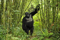 Mountain gorilla (Gorilla beringei beringei) silverback male playing in habitat, drunk on bamboo shoots, Volcanoes NP, Virunga mountains, Rwanda  Note - if gorillas eat an excess of bamboo shoots they...