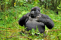 RF- Mountain gorilla (Gorilla beringei beringei) silverback male playing in habitat, drunk on bamboo shoots, Volcanoes National Park, Virunga mountains, Rwanda. Note - if gorillas eat an excess of bam...