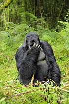 Mountain gorilla (Gorilla beringei beringei) silverback male scratching head, drunk on bamboo shoots, Volcanoes NP, Virunga mountains, Rwanda  Note - if gorillas eat an excess of bamboo shoots they ca...