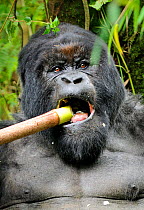RF- Mountain gorilla (Gorilla beringei beringei) silverback male feeding on  bamboo shoots, Volcanoes National Park, Virunga mountains, Rwanda. Note - if gorillas eat an excess of bamboo shoots they c...