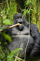 Mountain gorilla (Gorilla beringei beringei) silverback male feeding on  bamboo shoots, Volcanoes NP, Virunga mountains, Rwanda  Note - if gorillas eat an excess of bamboo shoots they can become intox...